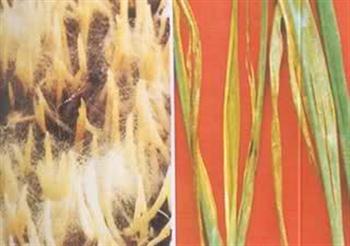 سفیدک داخلی برنج